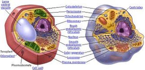 Compare/contrast bacteria, plant, and animal cells. - Briana